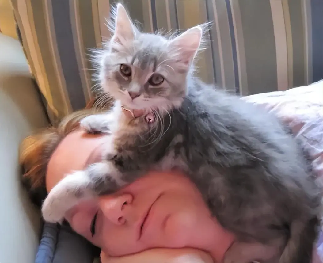 猫咪为什么那么喜欢和主人一块睡觉呢？其中的原因你知道吗？