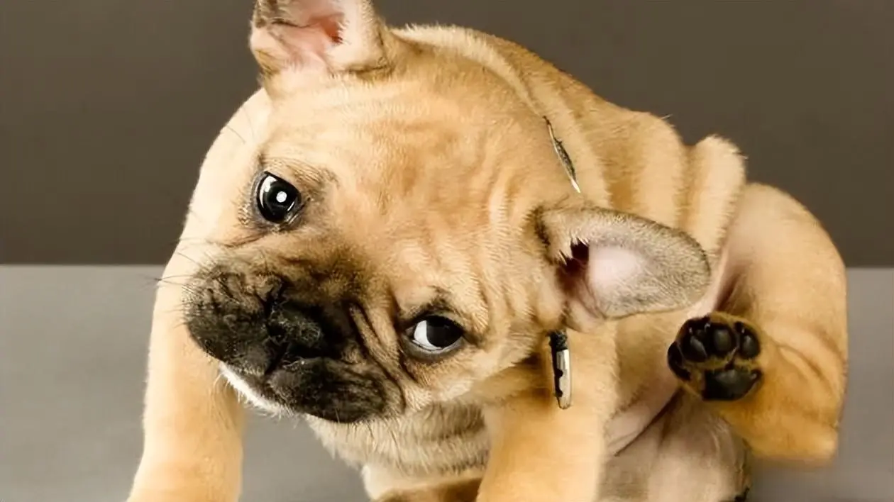 狗狗一直挠耳朵，狗身上是不是感染了螨虫？
