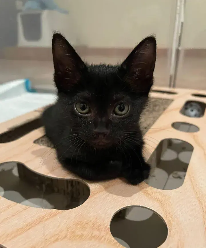 小黑猫的奇迹：一只可爱的小黑猫坚守在马路边等待救援，最后终于获救