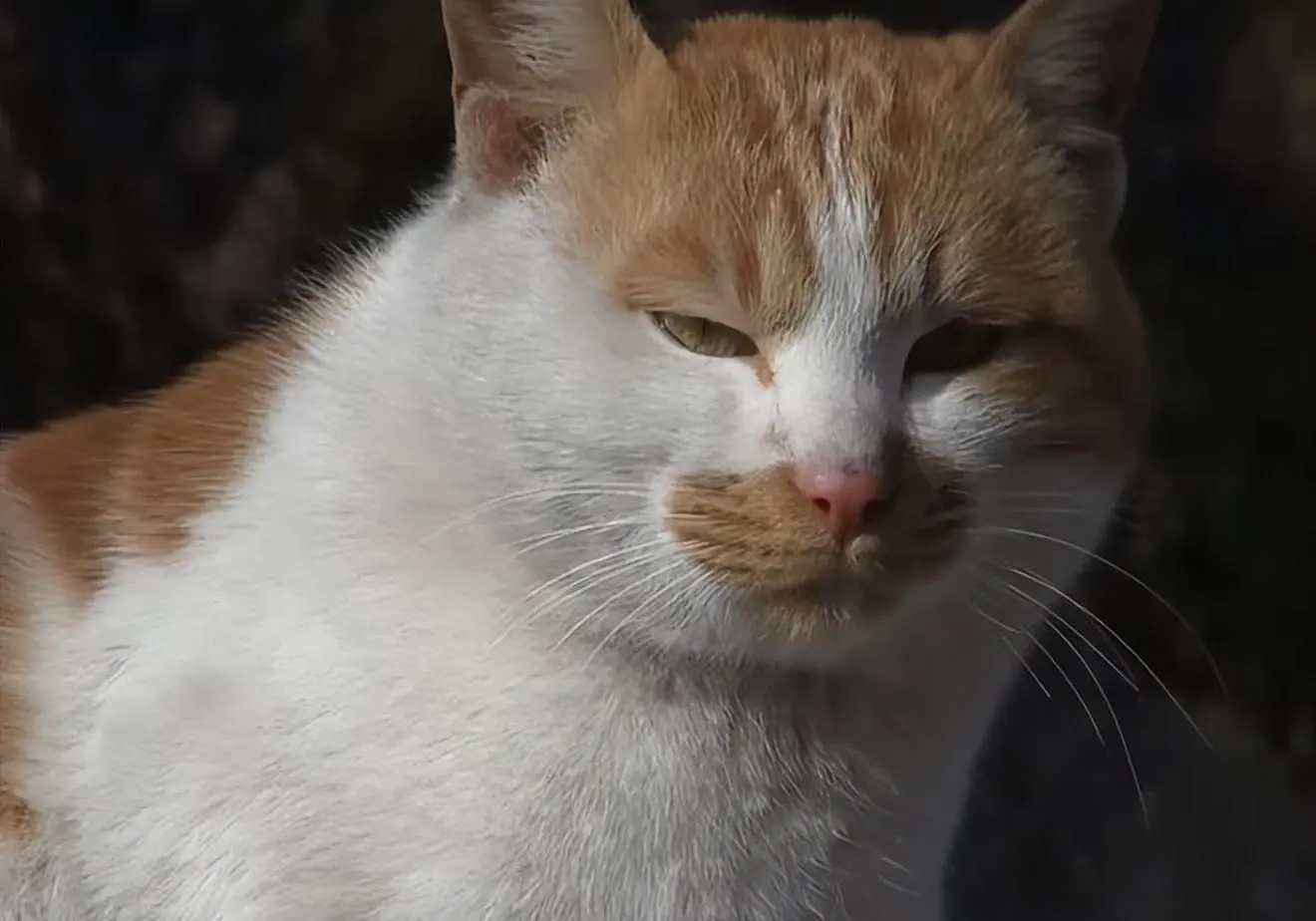 流浪猫伤腿行动不便，却有个“保镖”时刻守护：感谢胡子猫大哥