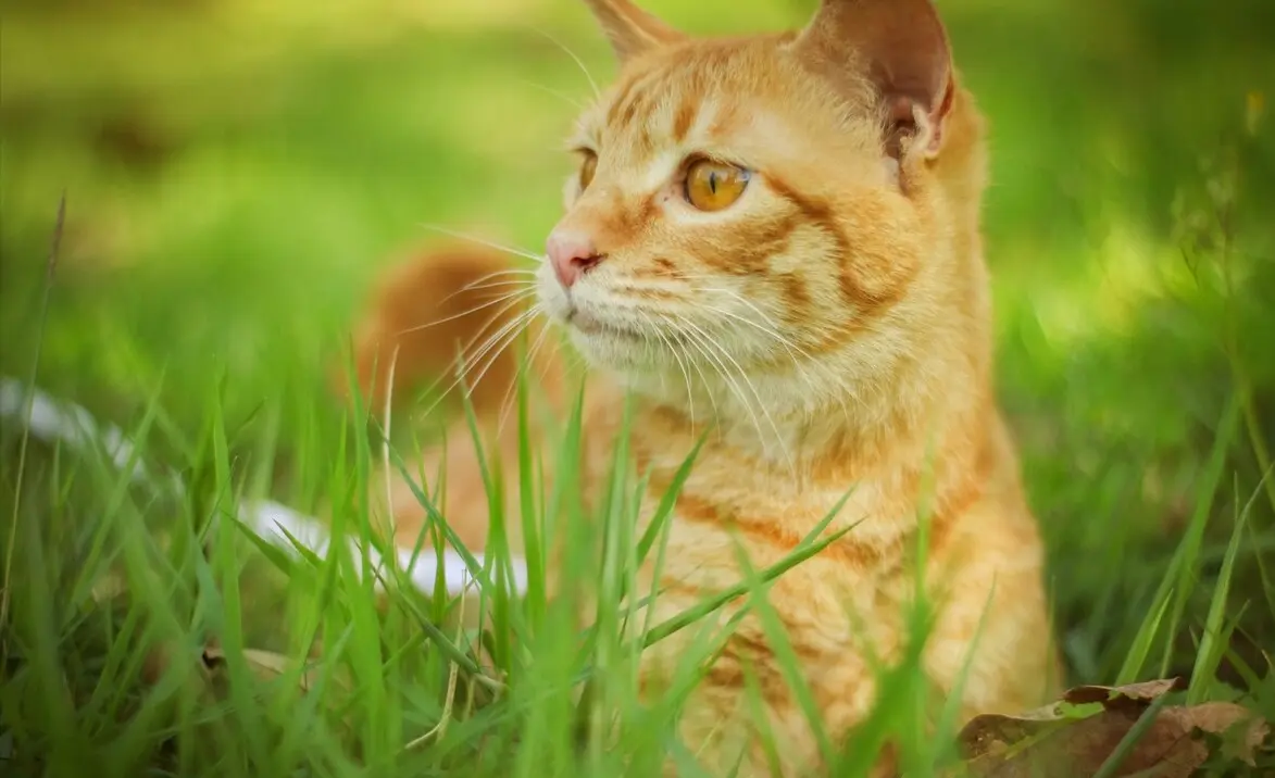 为什么田园猫越来越受欢迎？网友认为它们比国外猫要好得多。