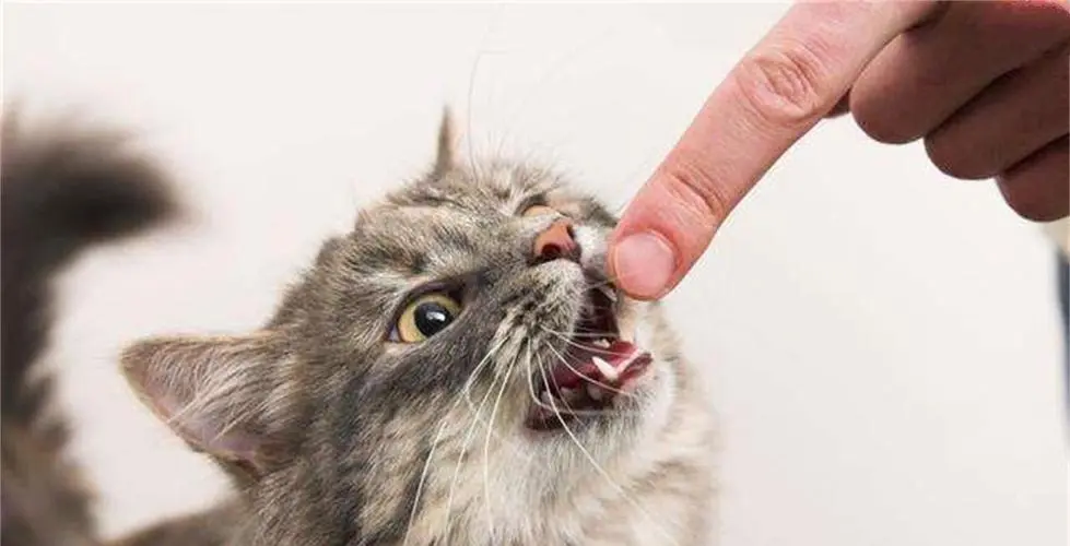 猫咪喜欢“咬人手”的原因有多残酷，为何猫咪会咬主人手？