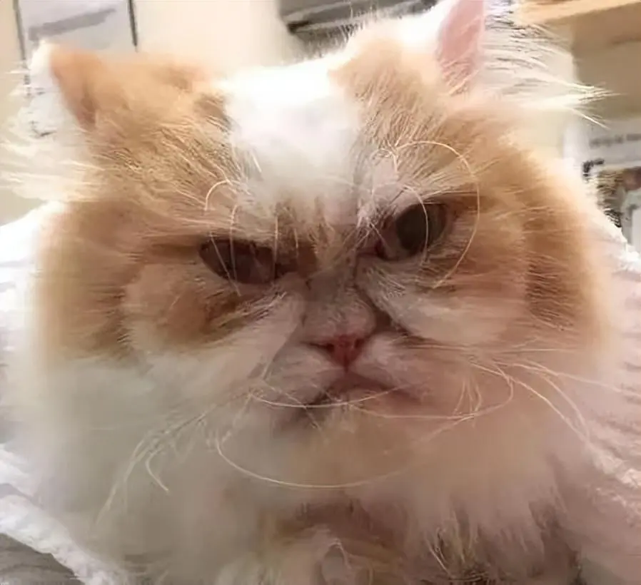 猫能“丑”到什么程度？猫咪的丑绝对是没有下限的！