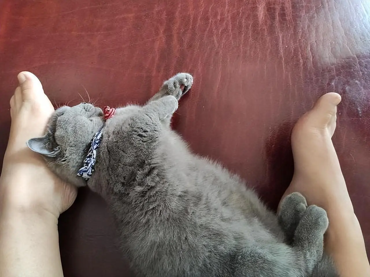 猫咪喜欢睡觉你脚边，可不是因为重口味哦，原因你知道吗
