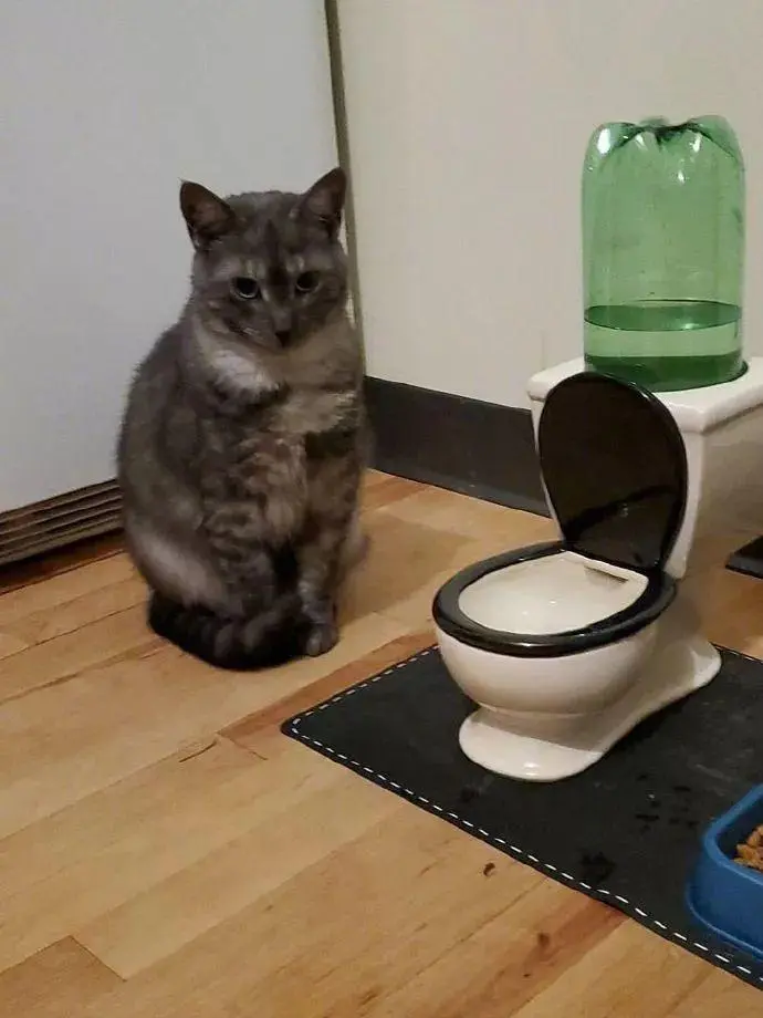 猫咪不是什么水都能喝，下面这5种水猫咪就不能喝