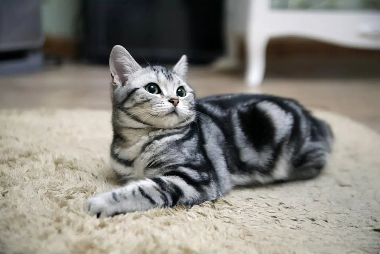 美国短毛猫一般可以活多久？哪些因素会影响美短猫的寿命？
