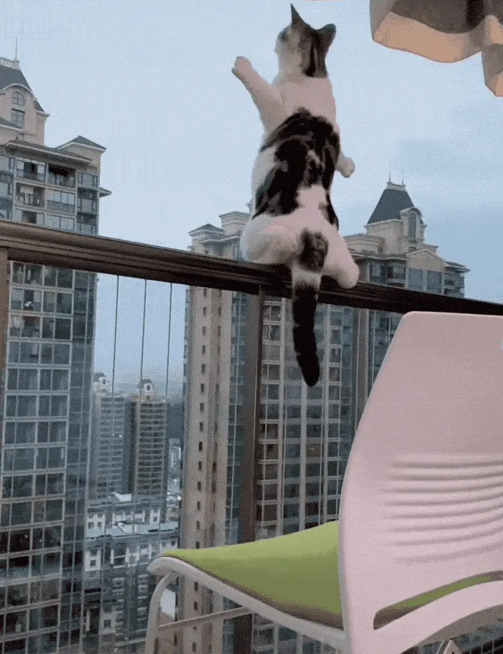 住在高层的养猫人，一定要“封窗封阳台”，因为是有原因的！