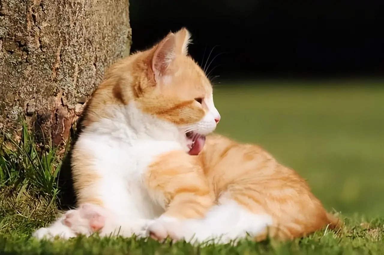 猫咪“舔尿道口”怎么回事？这个异常行为，宠主不能忽视