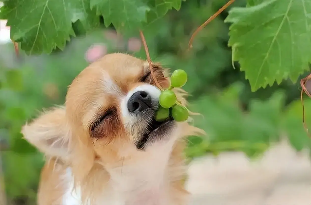 这样养吉娃娃的方式都是错误的，希望你别再犯了！