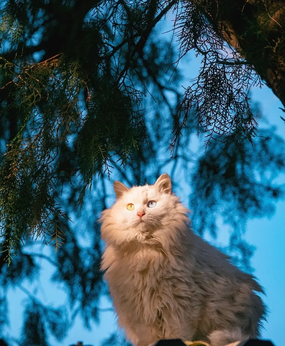 山东狮子猫，那么好看，却很少人会养，甚至还会遭到弃养？