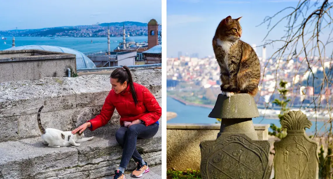 环球知识：为什么伊斯坦布尔有这么多的猫？它们大多吃饱喝足、干净整洁