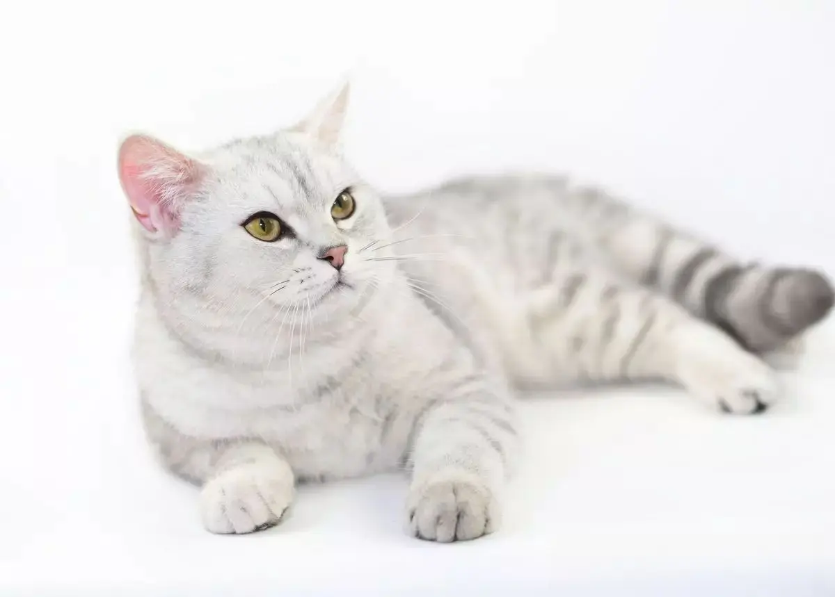 美国短毛猫一般可以活多久？哪些因素会影响美短猫的寿命？