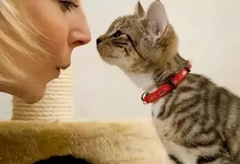 猫咪打招呼的方式有这种，你家猫喜欢和你打招呼吗？