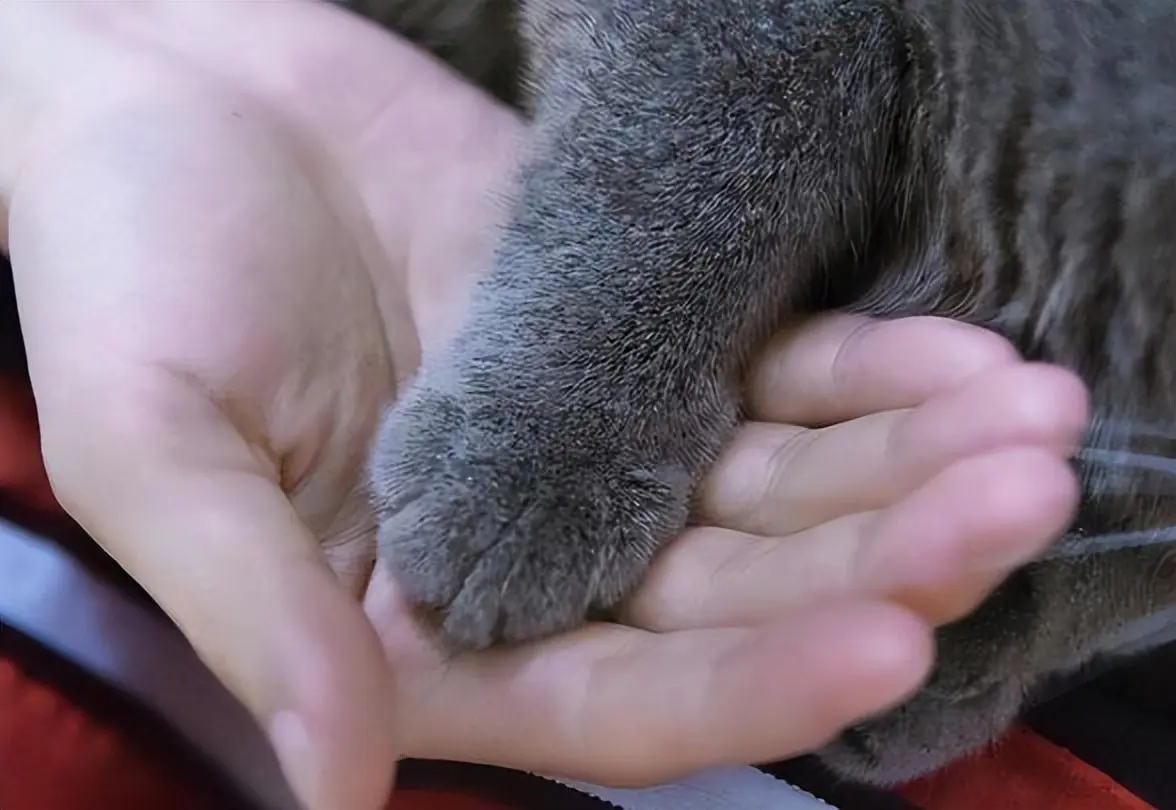 猫咪喜欢把脚放在你的手上，不只是爱你，还有这些原因