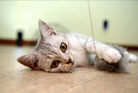 猫咪吐毛球是怎么回事呢？要怎么解决呢？