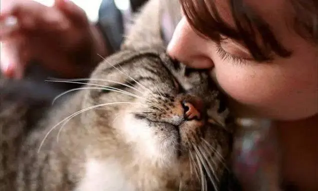 你的猫喜欢并理解主人的亲吻吗？肢体语言和行为意味着什么很重要
