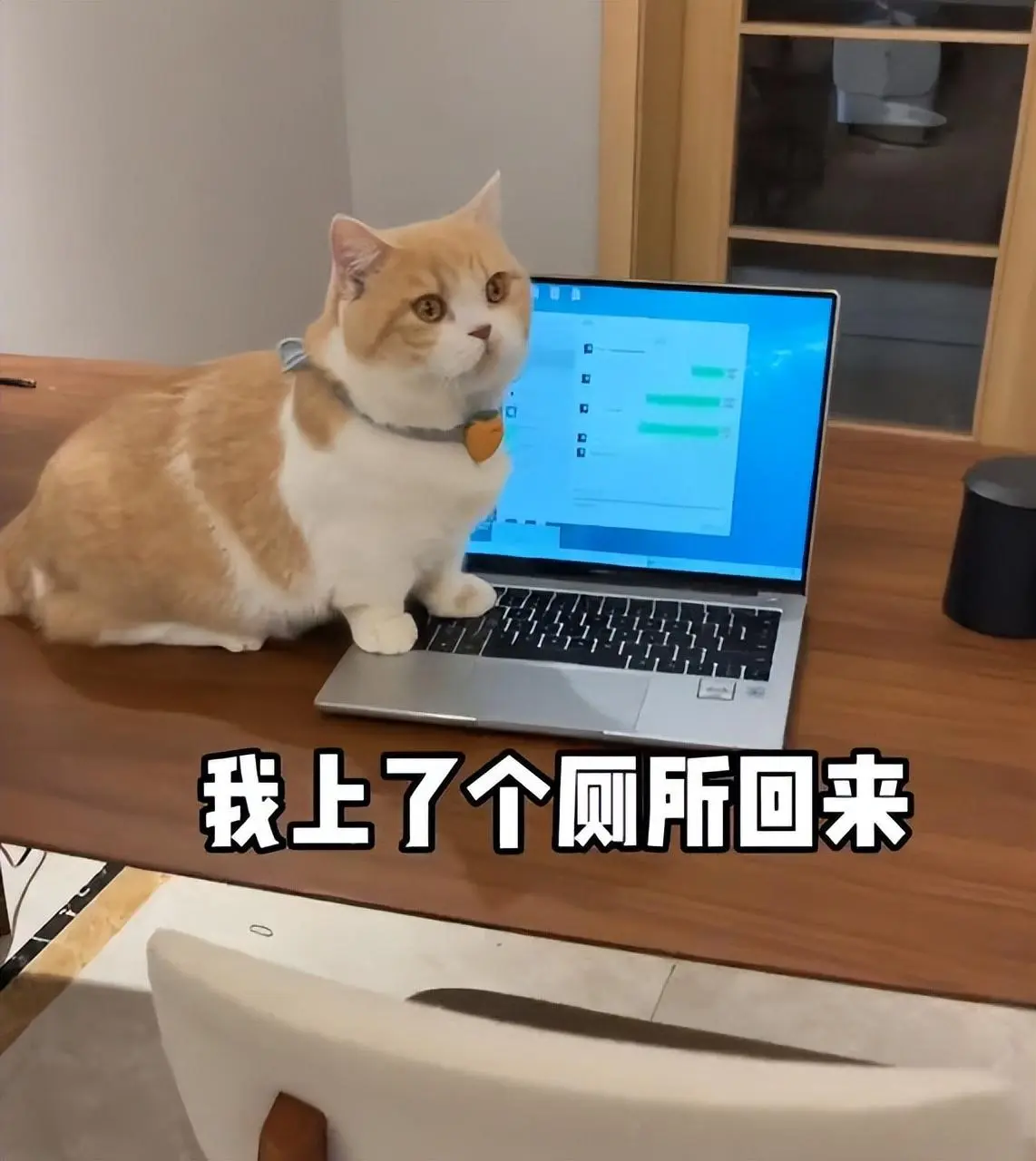 猫咪趁主人去上厕所，在键盘上踩出一些字，直接给主人给整失业了