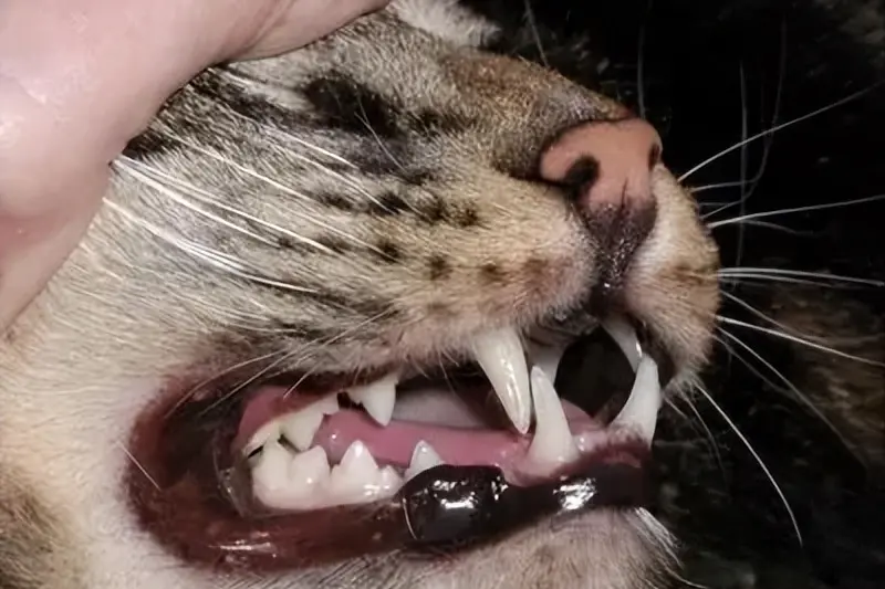猫咪会长蛀牙吗？需不需要牙齿护理？