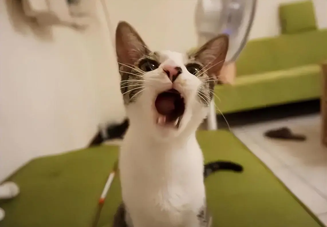 猫咪在傍晚会发出“喵喵叫”的声音，难道是无聊吗？其实有这些原因