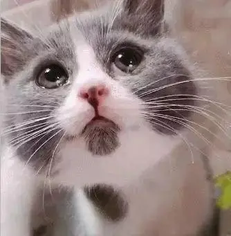 猫在悲伤或痛苦的时候，会像人类一样哭泣吗？