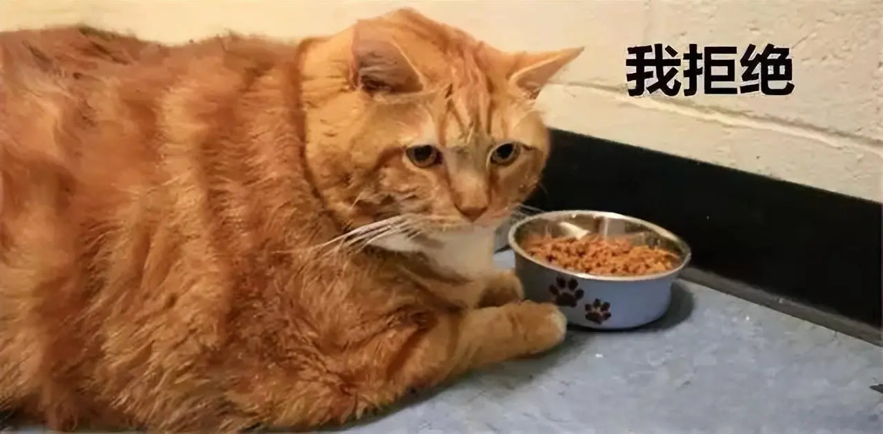 为了可爱把猫养胖是行为：不可取！过度肥胖会使身体产生疾病