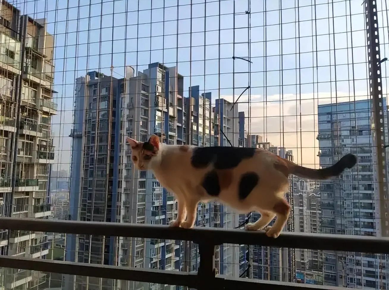 住在高层的养猫人，一定要“封窗封阳台”，因为是有原因的！
