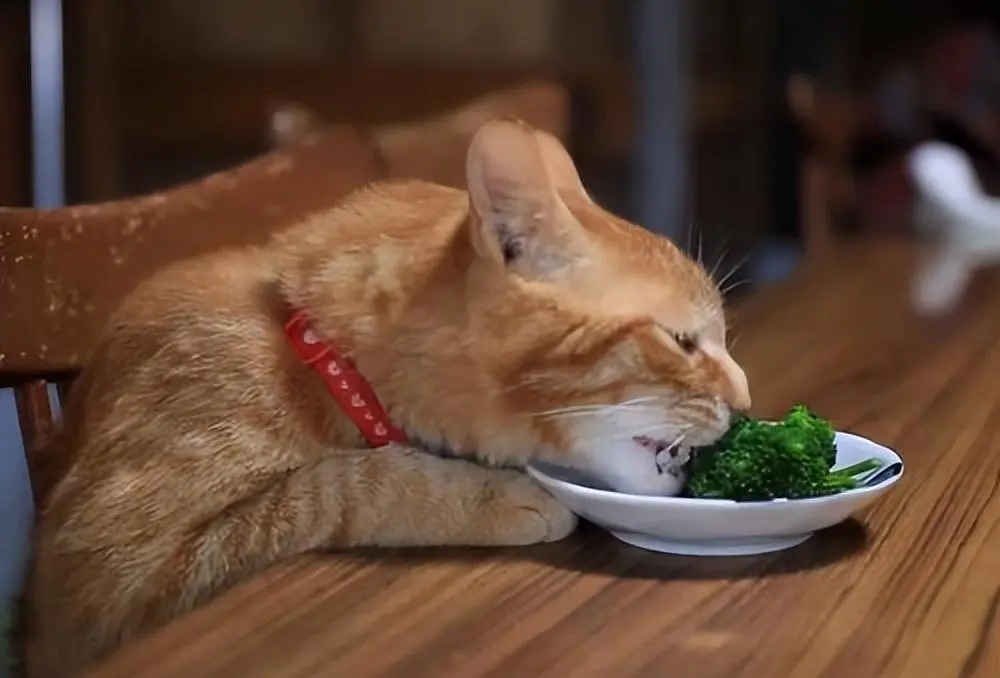 猫咪日常除了吃猫粮，还可以喂食这些“营养食物”，堪称补品