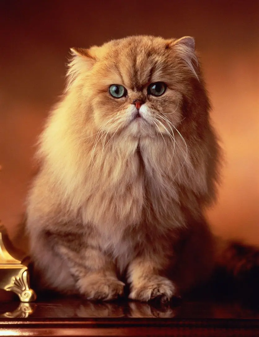 曾被皇室青睐的“波斯猫”，如今为何跌落神坛？
