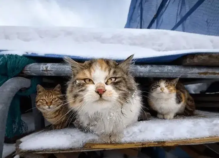 冬天来了，猫咪“怕冷”的迹象，主人别忽视了，要给它做好保暖工作