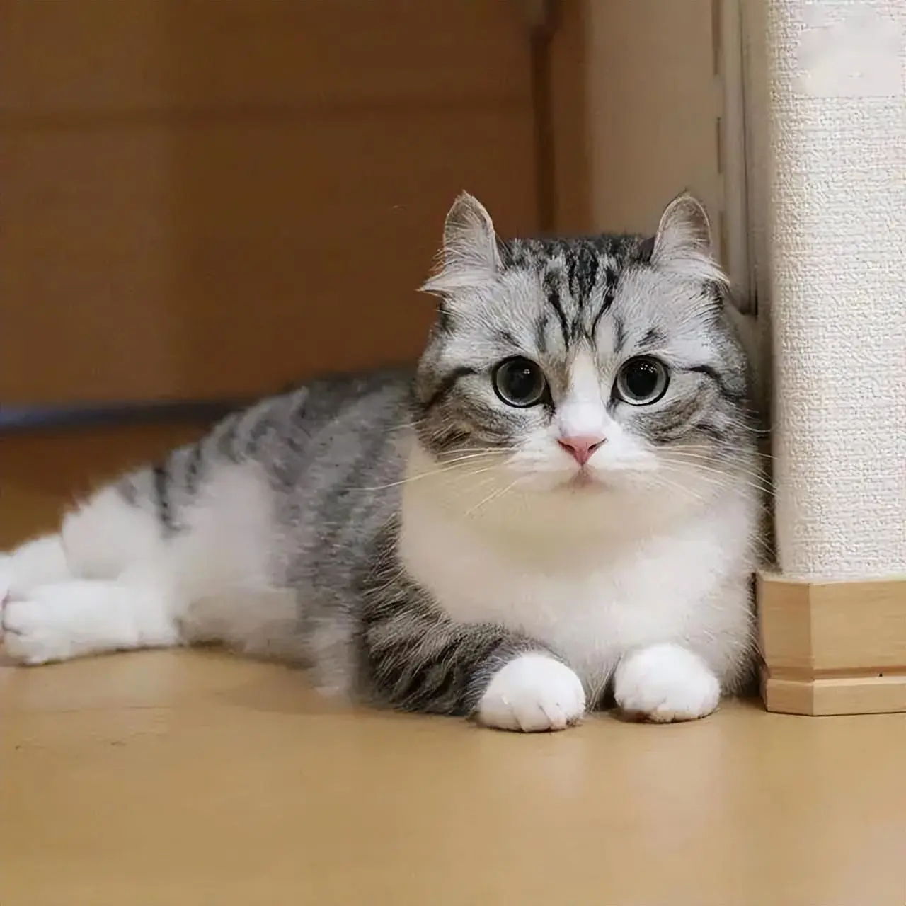 原来“矮脚猫”这么可爱！你想养一只矮脚猫吗？