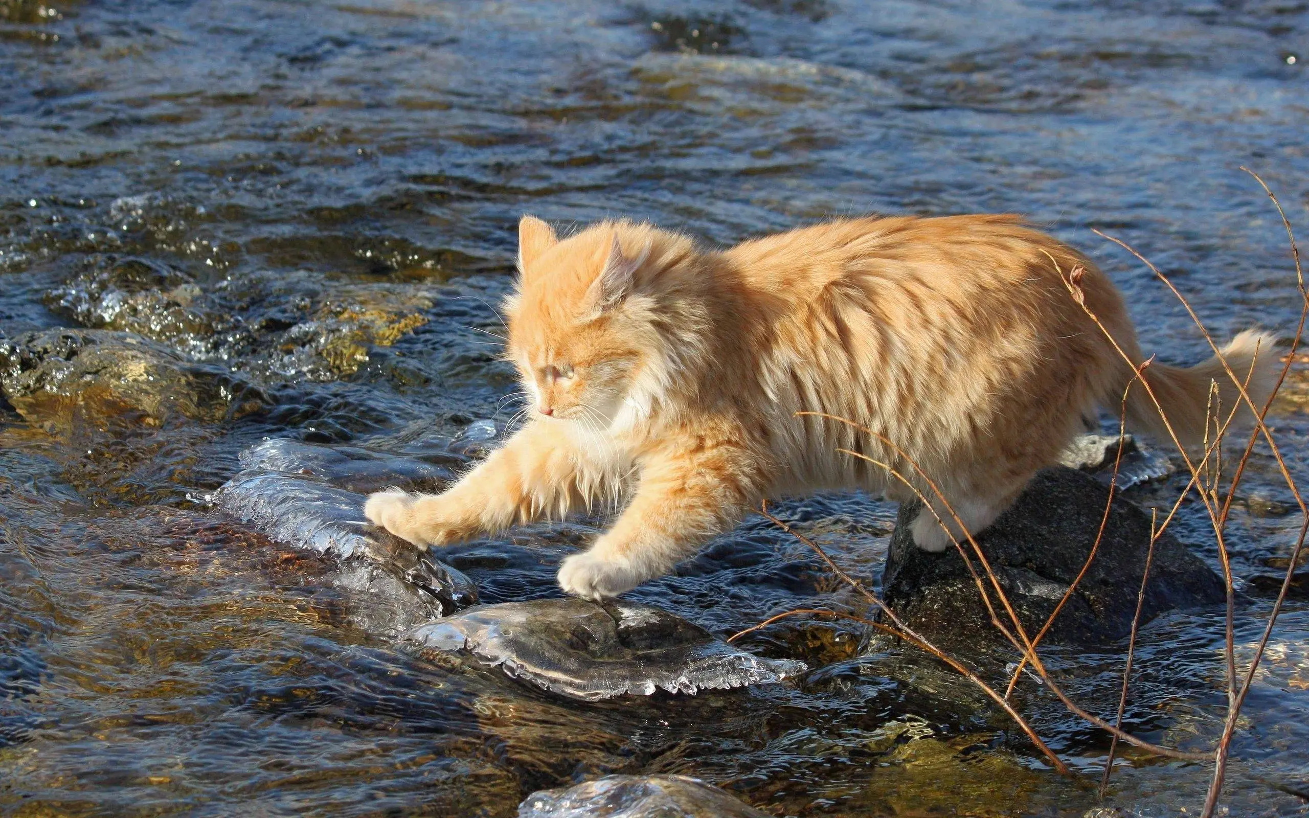 猫不喜欢接触水，那猫会游泳吗？怎么教会猫游泳？