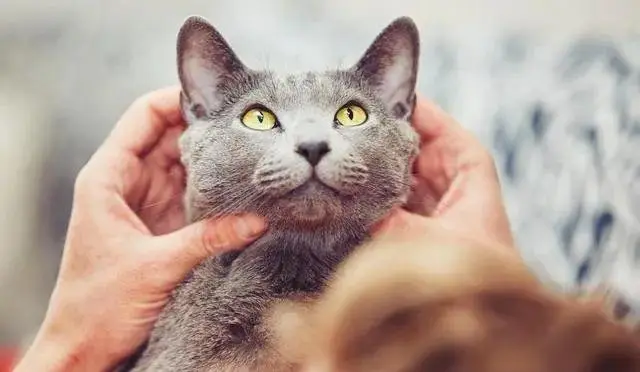猫爱你的12个迹象，理解猫咪肢体语言很重要