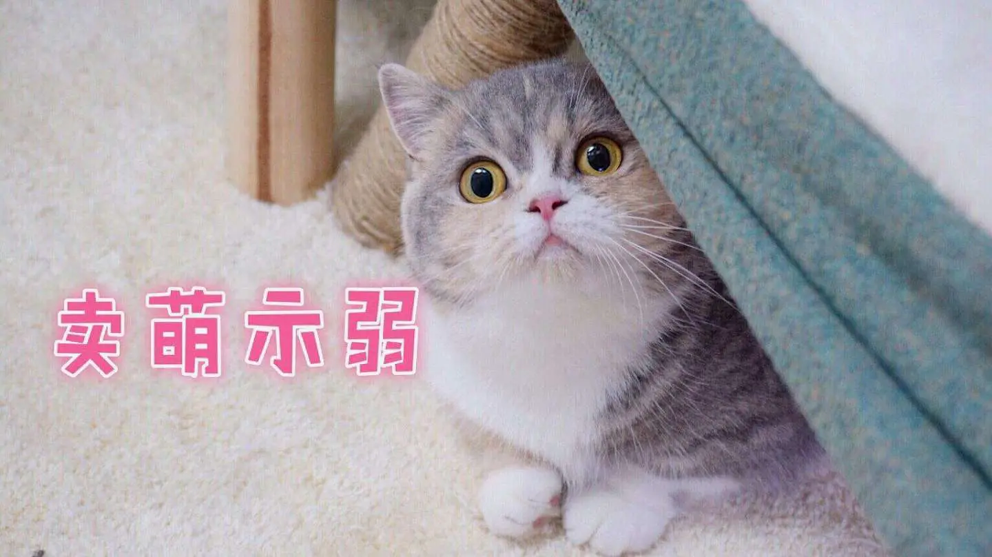 为什么曼赤肯猫大受欢迎？看完你会喜欢曼赤肯猫吗？
