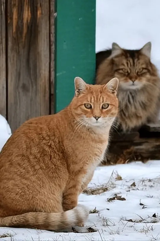 冬天是很多小猫咪容易生病的季节，做好这几点，猫咪少跑医院