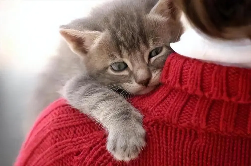 为什么有的猫可以随便摸，但一抱它，就立马反抗呢？