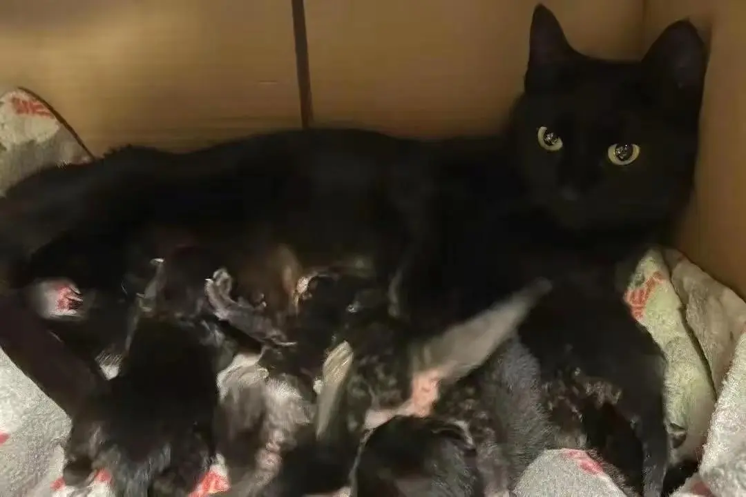 怀孕的黑猫“雷恩”，被人类伤害了，它依然选择相信人类！
