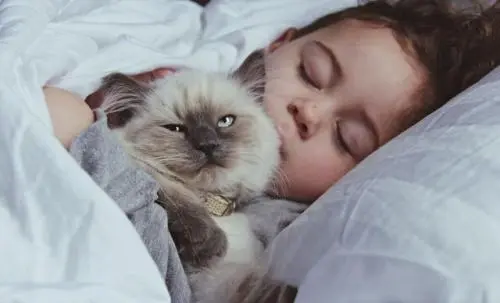 你的猫咪不和你一起睡觉的5个原因：并非所有的猫咪都喜欢被搂着睡觉