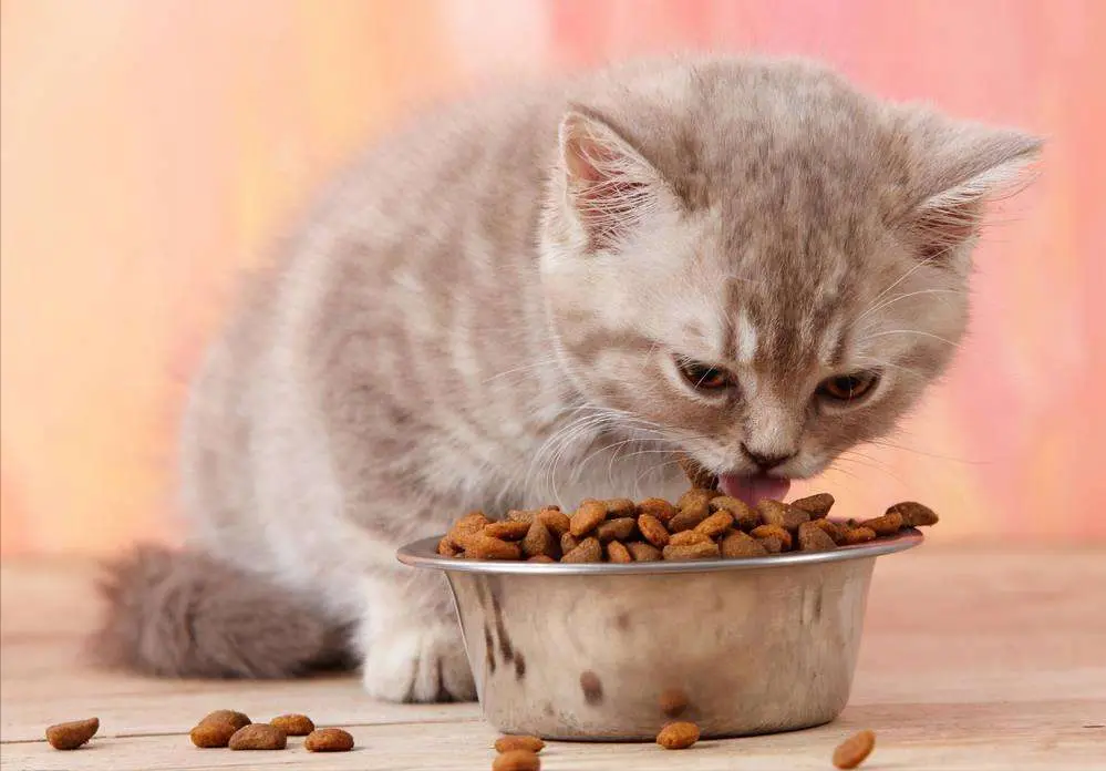 猫咪日常除了吃猫粮，还可以喂食这些“营养食物”，堪称补品