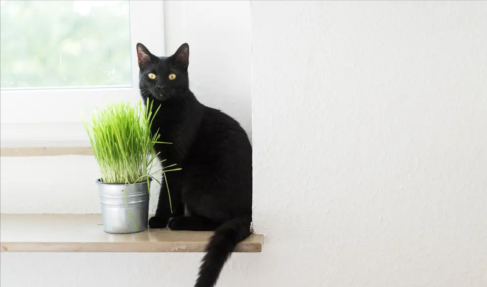有人说不要随便养黑猫，但这纯属谣言。