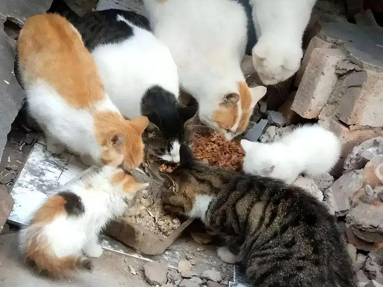 不要再这样喂食“流浪猫”，少触碰它们，别让猫咪有了依懒性！