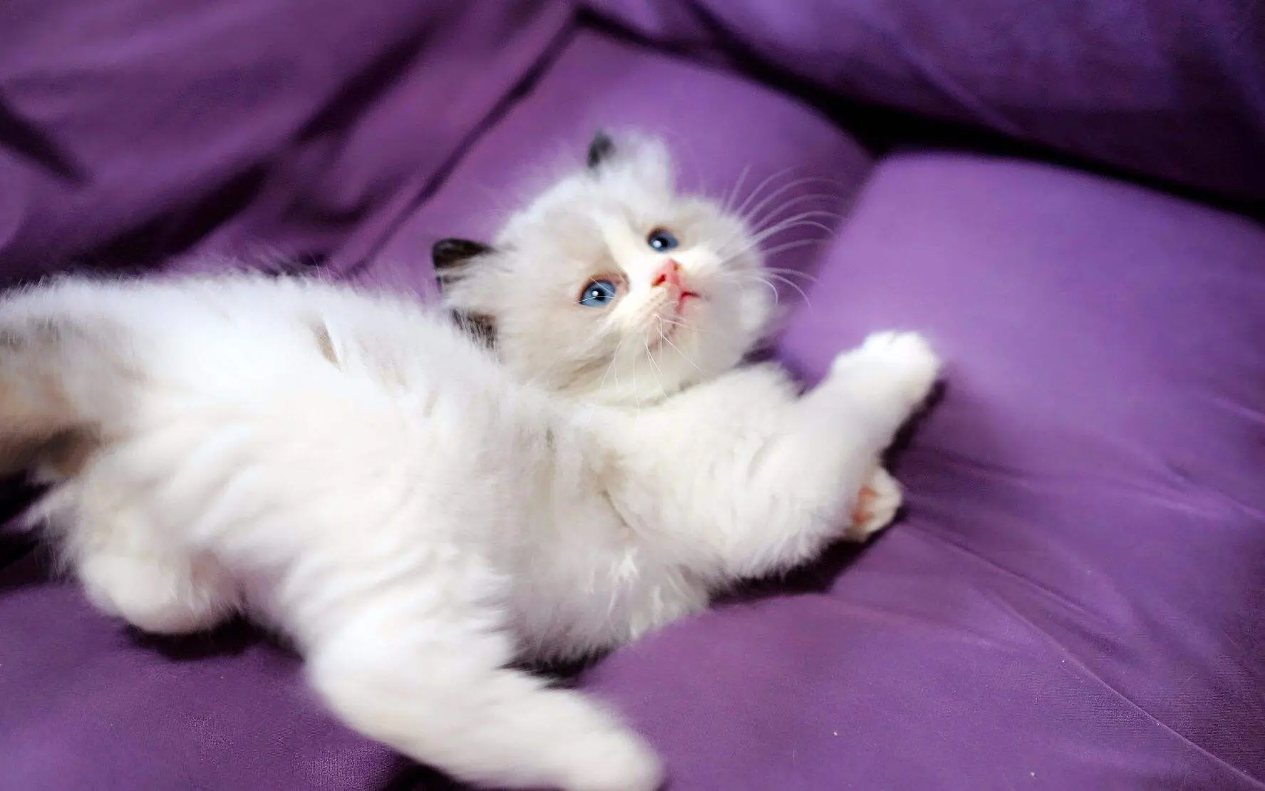 建议你养一次布偶猫，它真的能让你着迷！