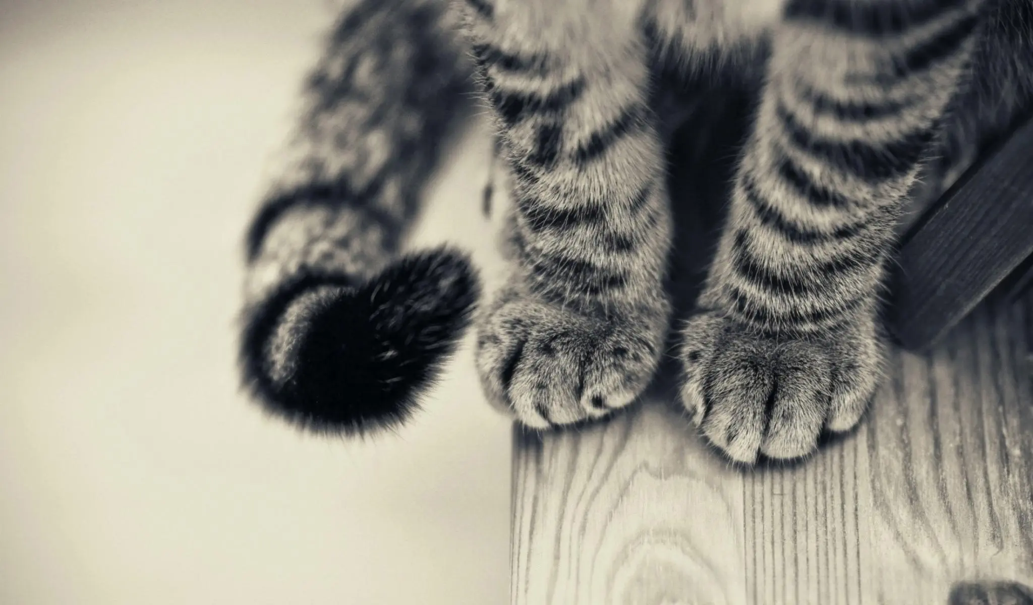 猫爪保护计划：去除猫爪不是解决猫抓挠的办法