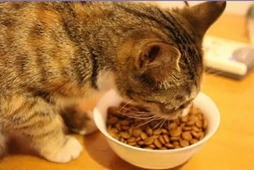 为什么猫需要蛋白质？日常饮食可以提供六类营养素