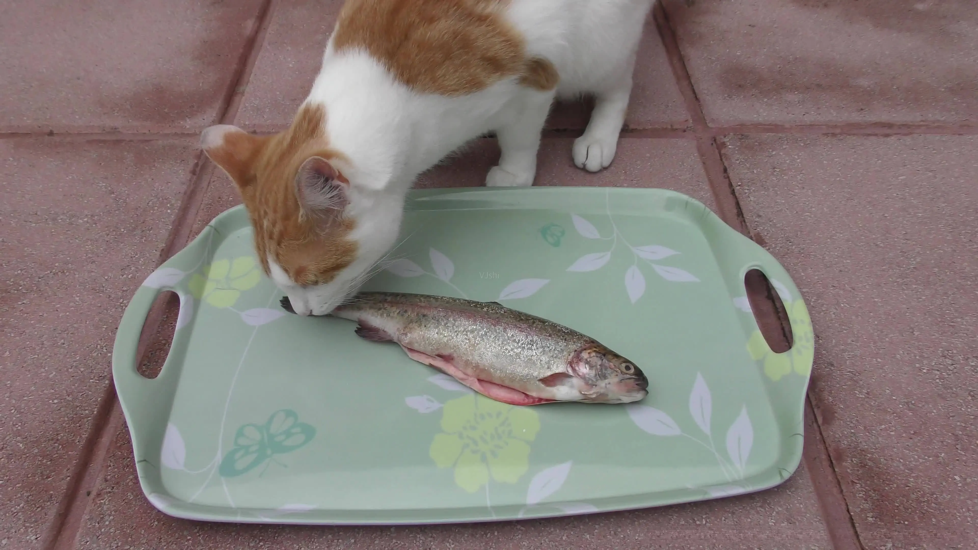 猫喜欢吃鱼是有科学道理的，鱼肉对猫来说是不错的食物