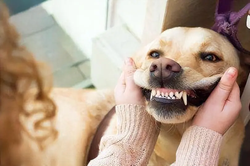 如何改善狗狗的牙结石？牙齿长期不清洁会产生什么问题？