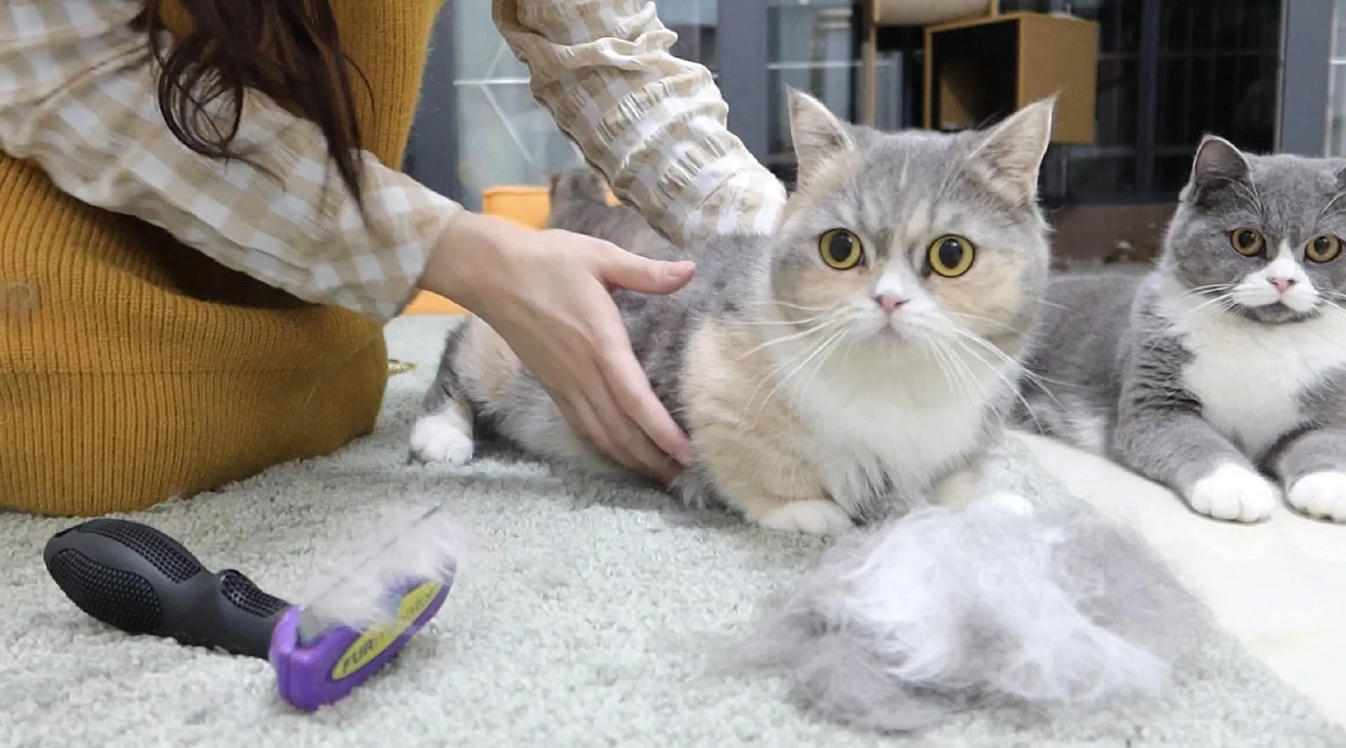 千万不要让猫咪上床睡觉，原因太真实了！如何训练猫咪不上床？