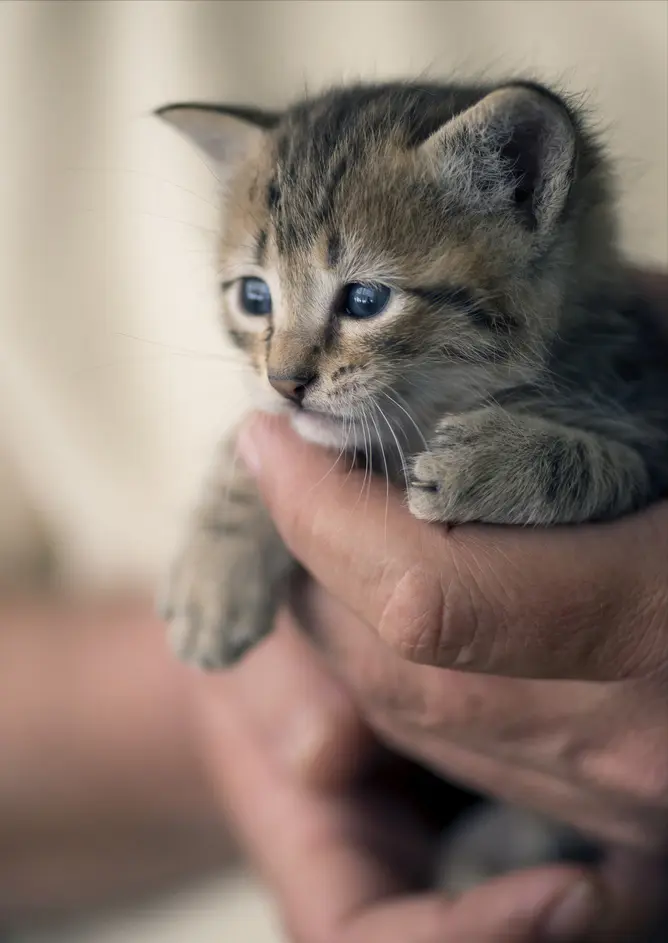 为什么有的猫可以随便摸，但一抱它，就立马反抗呢？