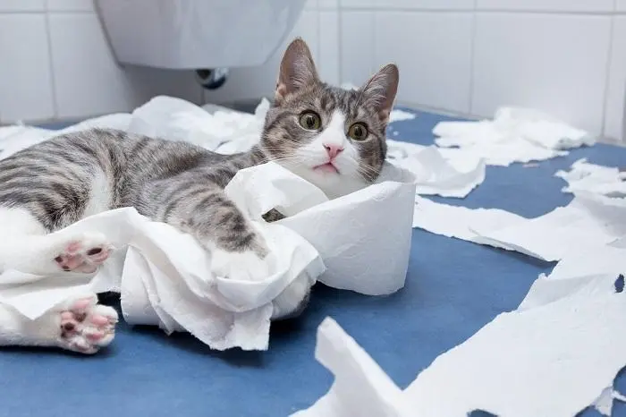 在主人进入洗手间或者浴室时，你的猫为什么喜欢尾随你进入？