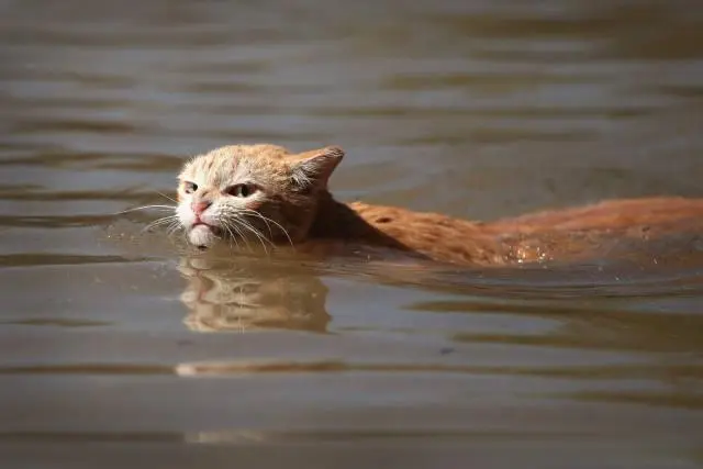 猫不喜欢接触水，那猫会游泳吗？怎么教会猫游泳？