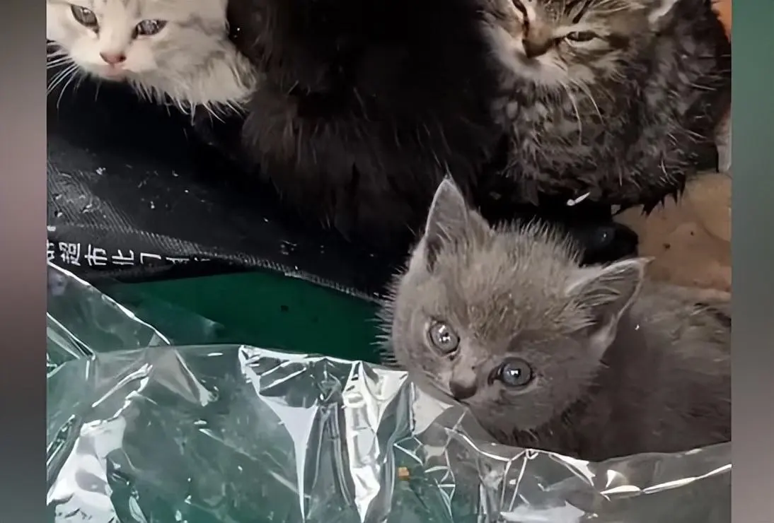 男子丢垃圾时发现4只流浪猫，耗时5天，给猫咪做“豪华猫窝”